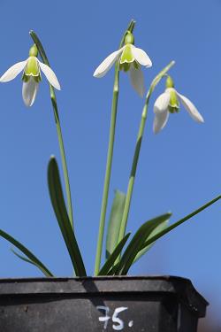 Galanthus nivalis forms sale 2021 Galanthus nivalis forms sale 2021