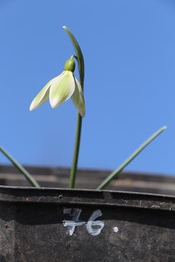 Galanthus nivalis forms sale 2021 Galanthus nivalis forms sale 2021