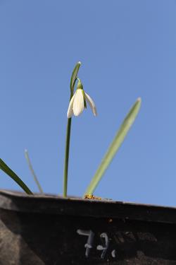 Galanthus nivalis forms sale 2021 Galanthus nivalis forms sale 2021