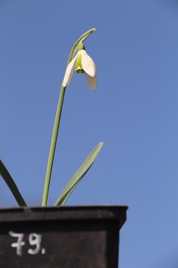 Galanthus nivalis forms sale 2021 Galanthus nivalis forms sale 2021