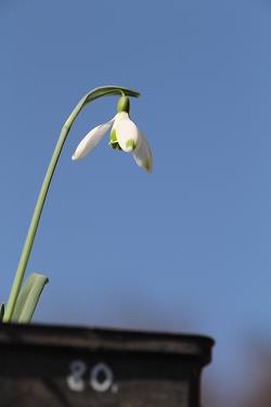 Galanthus nivalis forms sale 2021 Galanthus nivalis forms sale 2021