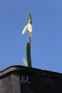 Galanthus nivalis forms sale 2021 Galanthus nivalis forms sale 2021