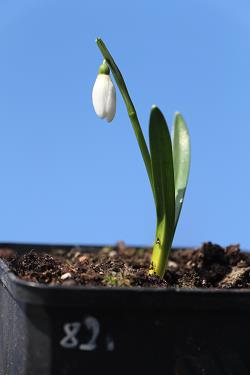 Galanthus nivalis forms sale 2021 Galanthus nivalis forms sale 2021