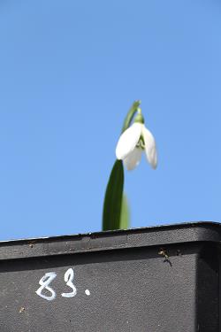 Galanthus nivalis forms sale 2021 Galanthus nivalis forms sale 2021