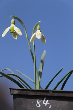Galanthus nivalis forms sale 2021 Galanthus nivalis forms sale 2021
