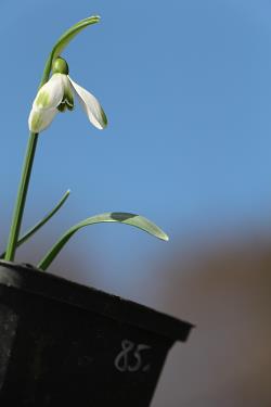 Galanthus nivalis forms sale 2021 Galanthus nivalis forms sale 2021