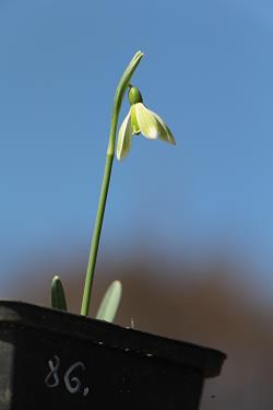 Galanthus nivalis forms sale 2021 Galanthus nivalis forms sale 2021