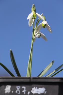 Galanthus nivalis forms sale 2021 Galanthus nivalis forms sale 2021