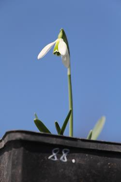 Galanthus nivalis forms sale 2021 Galanthus nivalis forms sale 2021