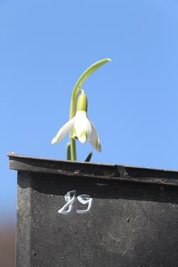 Galanthus nivalis forms sale 2021 Galanthus nivalis forms sale 2021