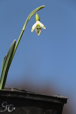 Galanthus nivalis forms sale 2021 Galanthus nivalis forms sale 2021