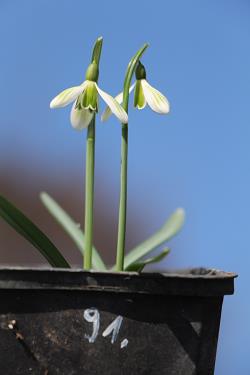 Galanthus nivalis forms sale 2021 Galanthus nivalis forms sale 2021