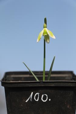 Galanthus nivalis forms sale 2021 Galanthus nivalis forms sale 2021