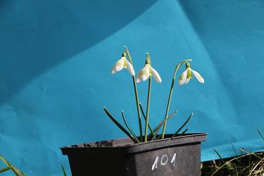 Galanthus nivalis forms sale 2021 Galanthus nivalis forms sale 2021