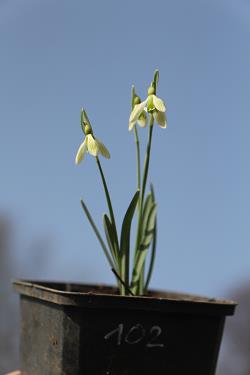 Galanthus nivalis forms sale 2021 Galanthus nivalis forms sale 2021