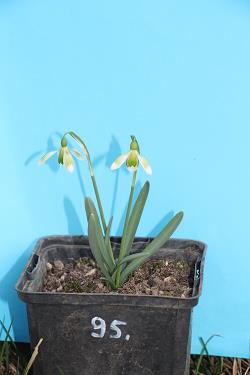 Galanthus nivalis forms sale 2021 Galanthus nivalis forms sale 2021
