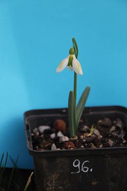 Galanthus nivalis forms sale 2021 Galanthus nivalis forms sale 2021