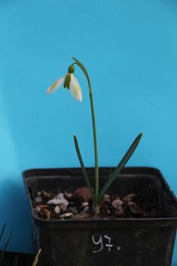 Galanthus nivalis forms sale 2021 Galanthus nivalis forms sale 2021
