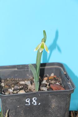 Galanthus nivalis forms sale 2021 Galanthus nivalis forms sale 2021