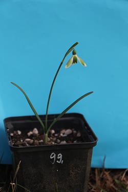 Galanthus nivalis forms sale 2021 Galanthus nivalis forms sale 2021