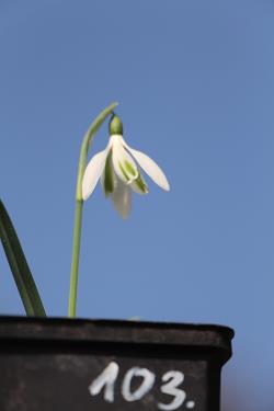 Galanthus nivalis forms sale 2021 Galanthus nivalis forms sale 2021