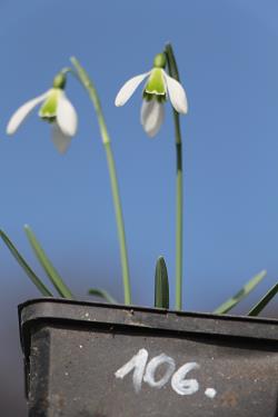 Galanthus nivalis forms sale 2021 Galanthus nivalis forms sale 2021