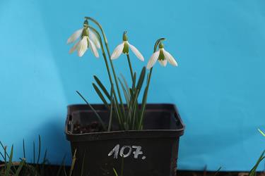 Galanthus nivalis forms sale 2021 Galanthus nivalis forms sale 2021