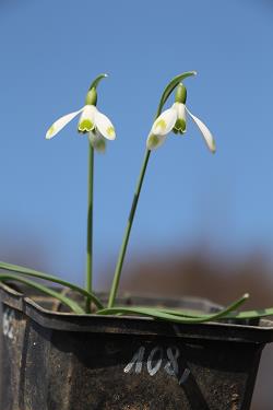 Galanthus nivalis forms sale 2021 Galanthus nivalis forms sale 2021