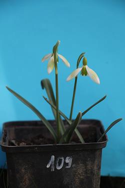 Galanthus nivalis forms sale 2021 Galanthus nivalis forms sale 2021