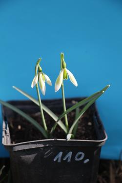 Galanthus nivalis forms sale 2021 Galanthus nivalis forms sale 2021