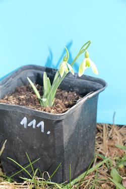 Galanthus nivalis forms sale 2021 Galanthus nivalis forms sale 2021