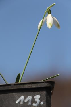Galanthus nivalis forms sale 2021 Galanthus nivalis forms sale 2021