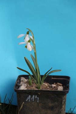 Galanthus nivalis forms sale 2021 Galanthus nivalis forms sale 2021