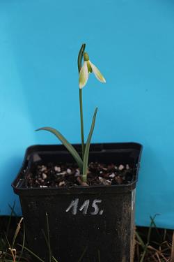 Galanthus nivalis forms sale 2021 Galanthus nivalis forms sale 2021