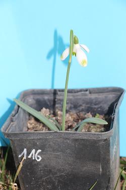 Galanthus nivalis forms sale 2021 Galanthus nivalis forms sale 2021