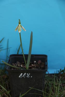 Galanthus nivalis forms sale 2021 Galanthus nivalis forms sale 2021