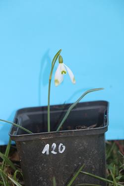 Galanthus nivalis forms sale 2021 Galanthus nivalis forms sale 2021