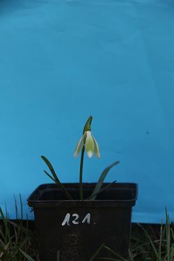 Galanthus nivalis forms sale 2021 Galanthus nivalis forms sale 2021