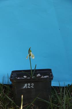 Galanthus nivalis forms sale 2021 Galanthus nivalis forms sale 2021