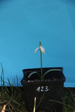 Galanthus nivalis forms sale 2021 Galanthus nivalis forms sale 2021