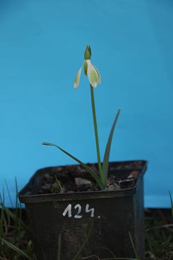 Galanthus nivalis forms sale 2021 Galanthus nivalis forms sale 2021