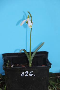 Galanthus nivalis forms sale 2021 Galanthus nivalis forms sale 2021