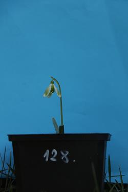 Galanthus nivalis forms sale 2021 Galanthus nivalis forms sale 2021
