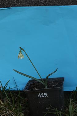 Galanthus nivalis forms sale 2021 Galanthus nivalis forms sale 2021