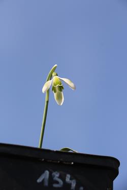 Galanthus nivalis forms sale 2021 Galanthus nivalis forms sale 2021