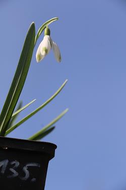 Galanthus nivalis forms sale 2021 Galanthus nivalis forms sale 2021