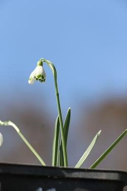 Galanthus nivalis forms sale 2021 Galanthus nivalis forms sale 2021