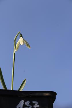 Galanthus nivalis forms sale 2021 Galanthus nivalis forms sale 2021