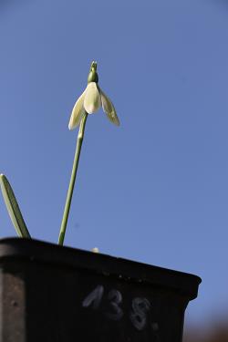 Galanthus nivalis forms sale 2021 Galanthus nivalis forms sale 2021