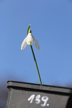 Galanthus nivalis forms sale 2021 Galanthus nivalis forms sale 2021